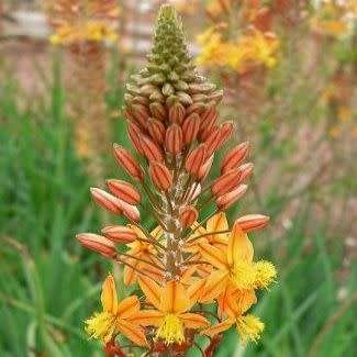 Bulbine frutescens Orange Seeds - Indigenous Succulent - Worldwide Shipping, NEW