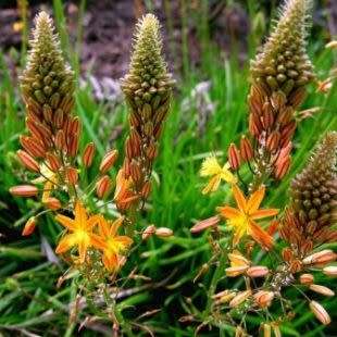 Bulbine frutescens Orange Seeds - Indigenous Succulent - Worldwide Shipping, NEW