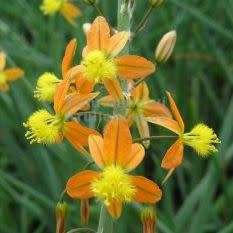 Bulbine frutescens Orange Seeds - Indigenous Succulent - Worldwide Shipping, NEW