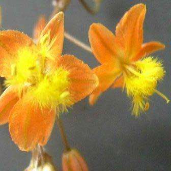 Bulbine frutescens Orange Seeds - Indigenous Succulent - Worldwide Shipping, NEW