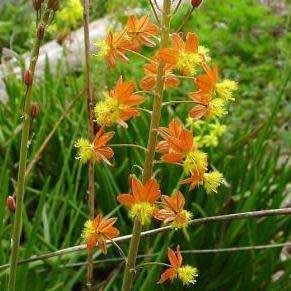 Bulbine frutescens Orange Seeds - Indigenous Succulent - Worldwide Shipping, NEW