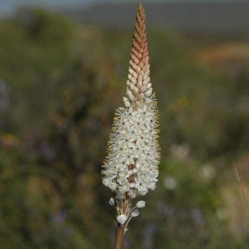 Bulbinella cauda-felis Seeds - Indigenous South African Bulbs Seeds