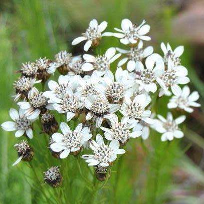 5 Callilepis caerulea Seeds - Indigenous South African Shrub Seeds To Buy from Africa