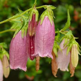 Campanula punctata - Spotted Bellflower - 6 Seed Pack - Exotic Perennial - Cut Flower - New