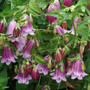 Campanula punctata - Spotted Bellflower - 6 Seed Pack - Exotic Perennial - Cut Flower - New