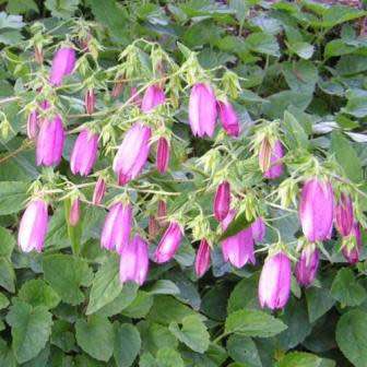 Campanula punctata - Spotted Bellflower - 6 Seed Pack - Exotic Perennial - Cut Flower - New
