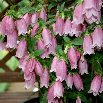 Campanula punctata - Spotted Bellflower - 6 Seed Pack - Exotic Perennial - Cut Flower - New