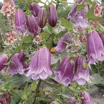 Campanula punctata - Spotted Bellflower - 6 Seed Pack - Exotic Perennial - Cut Flower - New