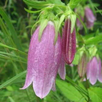 Campanula punctata - Spotted Bellflower - 6 Seed Pack - Exotic Perennial - Cut Flower - New