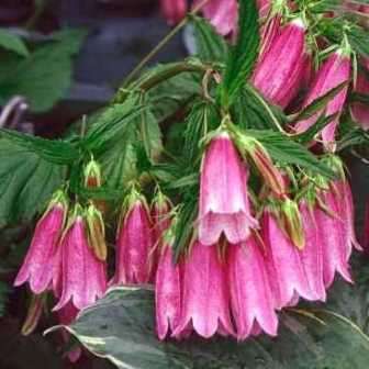 Campanula punctata - Spotted Bellflower - 6 Seed Pack - Exotic Perennial - Cut Flower - New