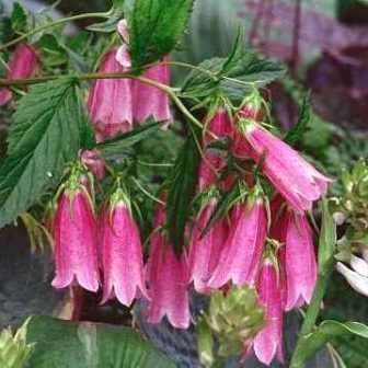 Campanula punctata - Spotted Bellflower - 6 Seed Pack - Exotic Perennial - Cut Flower - New