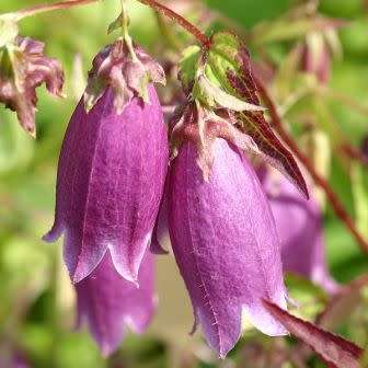 Campanula punctata - Spotted Bellflower - 6 Seed Pack - Exotic Perennial - Cut Flower - New