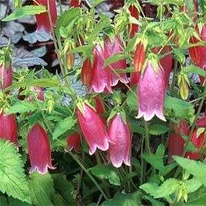 Campanula punctata - Spotted Bellflower - 6 Seed Pack - Exotic Perennial - Cut Flower - New