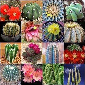 Cactus Mixed Species - 20+ Seed Pack - Exotic Cactus Succulent -Combined Global Shipping