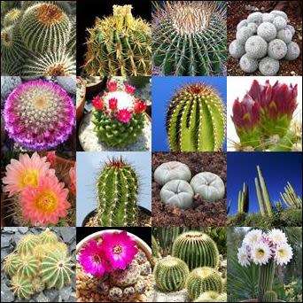 Cactus Mixed Species - 20+ Seed Pack - Exotic Cactus Succulent -Combined Global Shipping