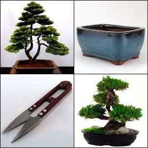 GrowYourOwn Bonsai Starter Kit for Monterey Cypress - Everything you need to get started!