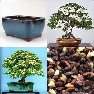 GrowYourOwn Bonsai Starter Kit for Chinese Dogwood - Everything you need to get started!