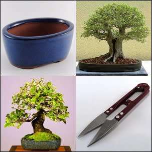 GrowYourOwn Bonsai Starter Kit for Korean Hackberry - Everything you need to get started!