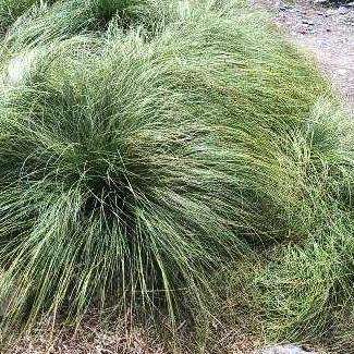 Carex comans Green - 10 Seed Pack - Evergreen Perennial Ornamental Grass -Global Shipping- New