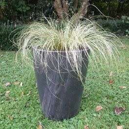 Carex comans Green - 10 Seed Pack - Evergreen Perennial Ornamental Grass -Global Shipping- New