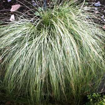 Carex comans Green - 10 Seed Pack - Evergreen Perennial Ornamental Grass -Global Shipping- New