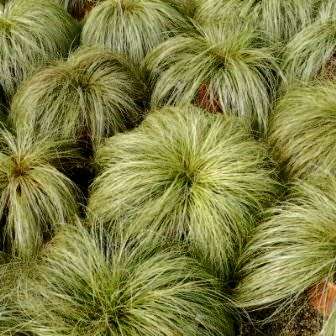 Carex comans Green - 10 Seed Pack - Evergreen Perennial Ornamental Grass -Global Shipping- New