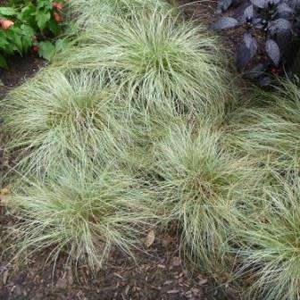 Carex comans Green - 10 Seed Pack - Evergreen Perennial Ornamental Grass -Global Shipping- New