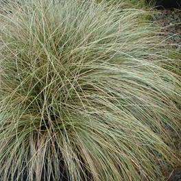 Carex comans Green - 10 Seed Pack - Evergreen Perennial Ornamental Grass -Global Shipping- New