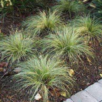 Carex comans Green - 10 Seed Pack - Evergreen Perennial Ornamental Grass -Global Shipping- New
