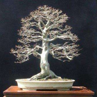 Carpinus betulus - European Hornbeam Bonsai Seeds + FREE Gifts Seeds + Bonsai eBook, NEW