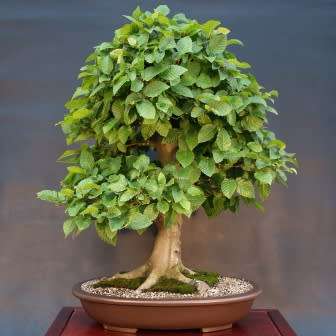 Carpinus betulus - European Hornbeam Bonsai Seeds + FREE Gifts Seeds + Bonsai eBook, NEW