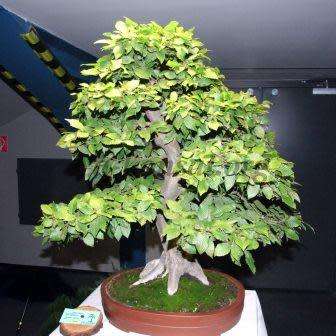 Carpinus betulus - European Hornbeam Bonsai Seeds + FREE Gifts Seeds + Bonsai eBook, NEW