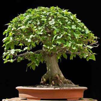 Carpinus betulus - European Hornbeam Bonsai Seeds + FREE Gifts Seeds + Bonsai eBook, NEW