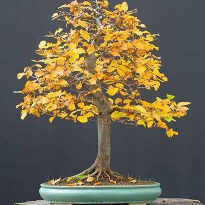 Carpinus betulus - European Hornbeam Bonsai Seeds + FREE Gifts Seeds + Bonsai eBook, NEW