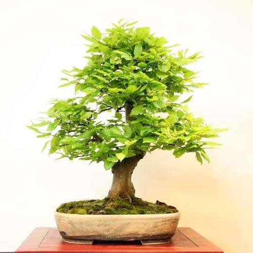 Carpinus betulus - European Hornbeam Bonsai Seeds + FREE Gifts Seeds + Bonsai eBook, NEW