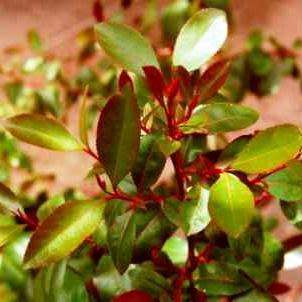 Catha edulis - Khat - Bushmans Tea - 5 Seed Pack - Edible Medicinal Ethnobotanical - NEW