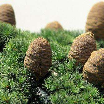 Cedrus atlantica glauca - Blue Atlas Cedar Seeds -  Tree or Shrub, NEW