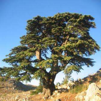 Cedrus atlantica glauca - Blue Atlas Cedar Seeds -  Tree or Shrub, NEW