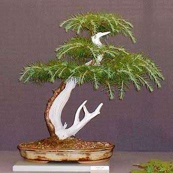 Cedrus libani - Cedar of Lebanon Bonsai - 5 Seeds + FREE Gifts Seeds + Bonsai eBook, NEW