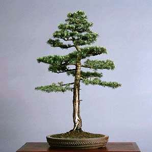 Cedrus libani - Cedar of Lebanon Bonsai - 5 Seeds + FREE Gifts Seeds + Bonsai eBook, NEW