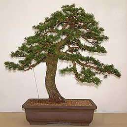 Cedrus libani - Cedar of Lebanon Bonsai - 5 Seeds + FREE Gifts Seeds + Bonsai eBook, NEW