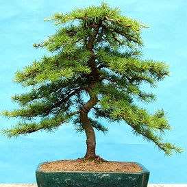 Cedrus libani - Cedar of Lebanon Bonsai - 5 Seeds + FREE Gifts Seeds + Bonsai eBook, NEW