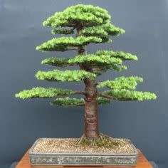 Cedrus libani - Cedar of Lebanon Bonsai - 5 Seeds + FREE Gifts Seeds + Bonsai eBook, NEW
