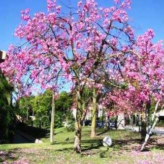 Ceiba speciosa Seeds - Kapok Tree - Attract Butterflies to the Garden