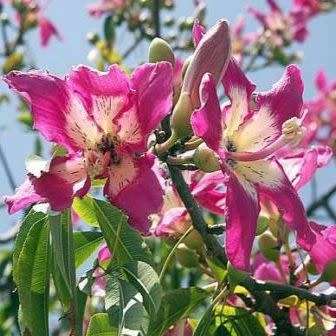 Ceiba speciosa Seeds - Kapok Tree - Attract Butterflies to the Garden