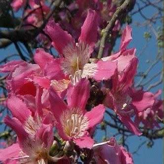 Ceiba speciosa Seeds - Kapok Tree - Attract Butterflies to the Garden
