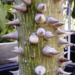 Ceiba speciosa Seeds - Kapok Tree - Attract Butterflies to the Garden