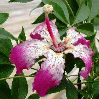 Ceiba speciosa Seeds - Kapok Tree - Attract Butterflies to the Garden