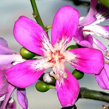 Ceiba speciosa Seeds - Kapok Tree - Attract Butterflies to the Garden
