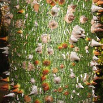 Ceiba speciosa Seeds - Kapok Tree - Attract Butterflies to the Garden